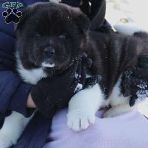 luna, Akita Puppy
